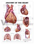 Anatomy of the Heart Anatomical Chart